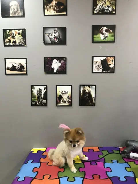 Kokoş Pet Kuaför Erzurum fotoğraf 3