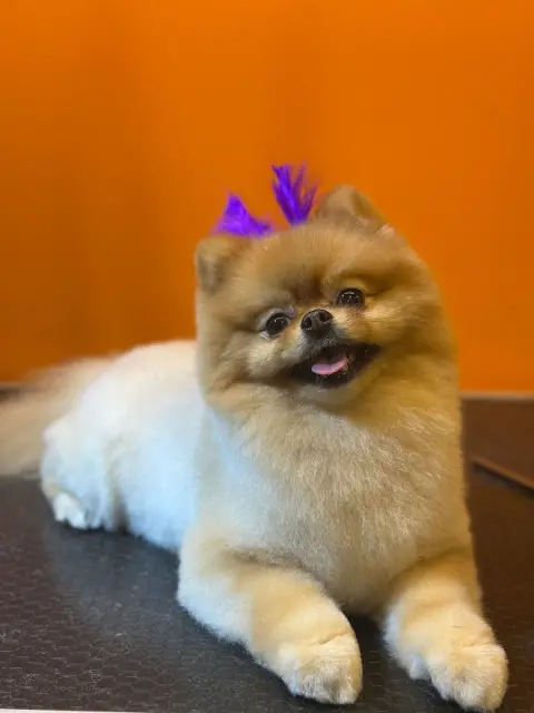 Pawz UP Grooming | Ozon&Spa Salon | Pet Kuaför fotoğraf 2