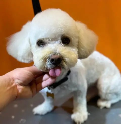Pawz UP Grooming | Ozon&Spa Salon | Pet Kuaför fotoğraf 4