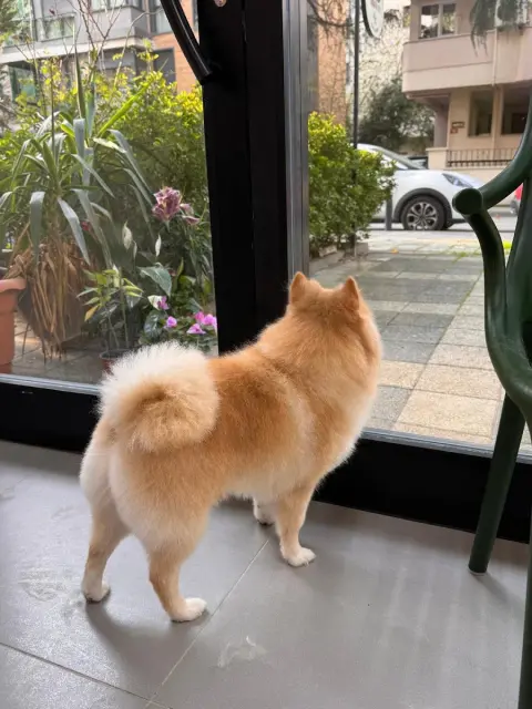 Archi Paws Pet Kuaför fotoğraf 2