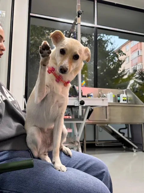 Archi Paws Pet Kuaför fotoğraf 4