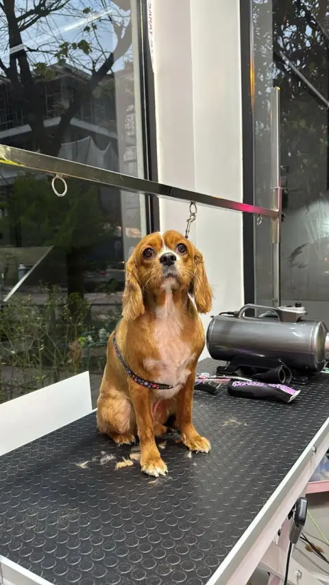 Archi Paws Pet Kuaför fotoğraf 5