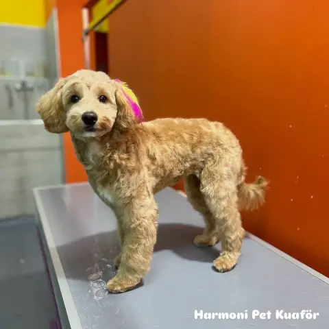 Harmoni Pet Kuaför fotoğraf 2