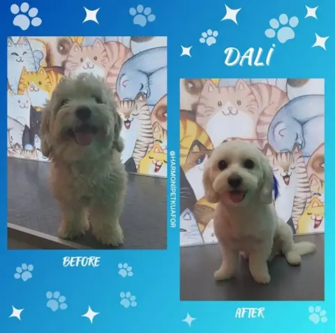 Harmoni Pet Kuaför fotoğraf 3