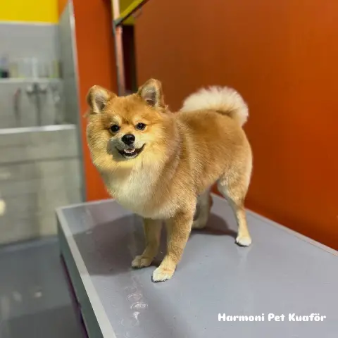 Harmoni Pet Kuaför fotoğraf 4