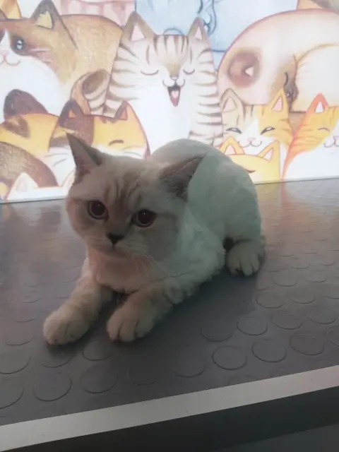 Harmoni Pet Kuaför fotoğraf 5