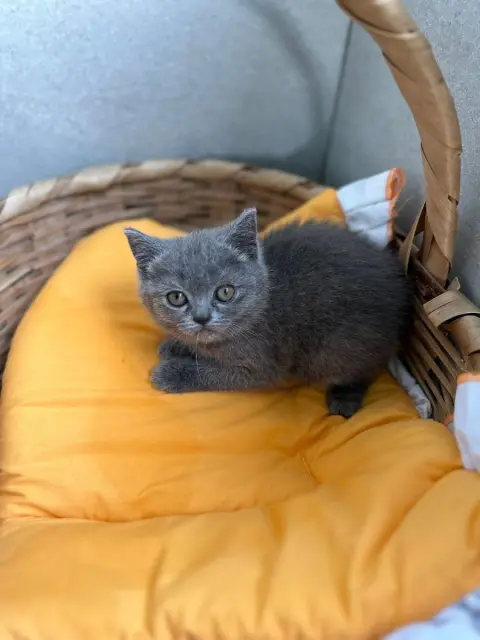 ÇINARCIK KÜÇÜK CANLAR PETSHOP & PET KUAFÖR fotoğraf 3