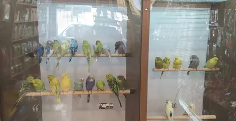ÇINARCIK KÜÇÜK CANLAR PETSHOP & PET KUAFÖR fotoğraf 4