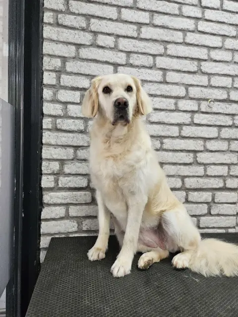 Patiyes pet kuaför & shop fotoğraf 4