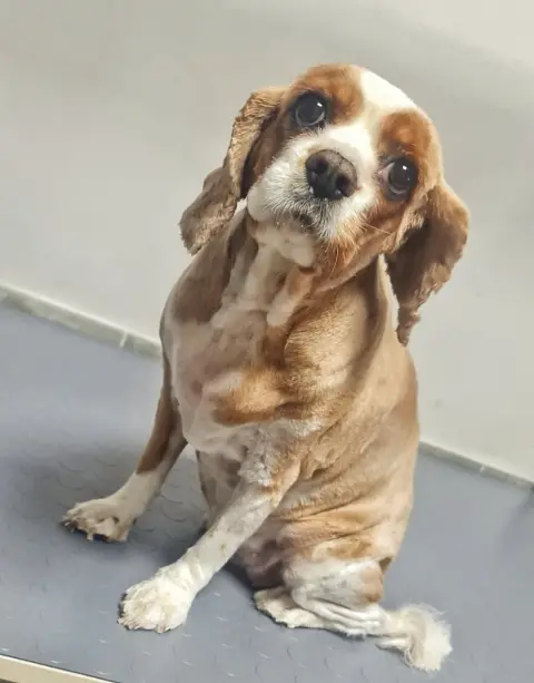 Paw Star Pet Kuaför fotoğraf 4