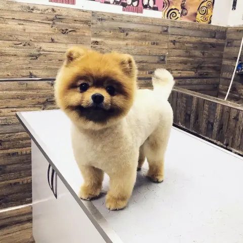 Lotus Pet Kuaför