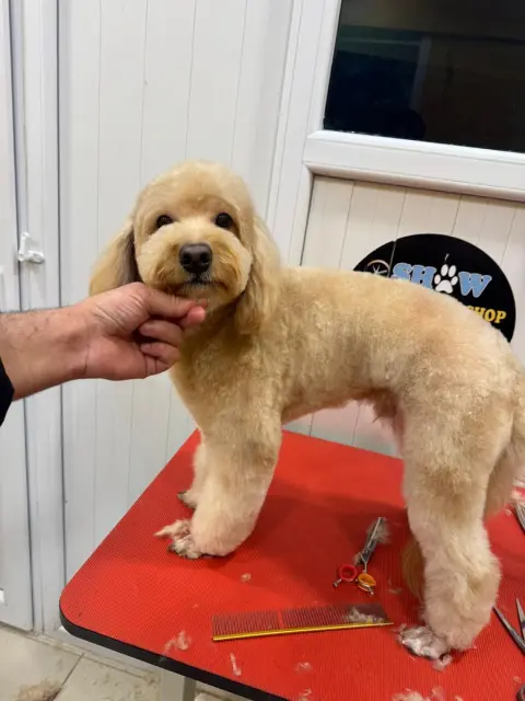 SHOW PET KUAFÖR | Anestezisiz Kedi ve Köpek traşı | fotoğraf 2