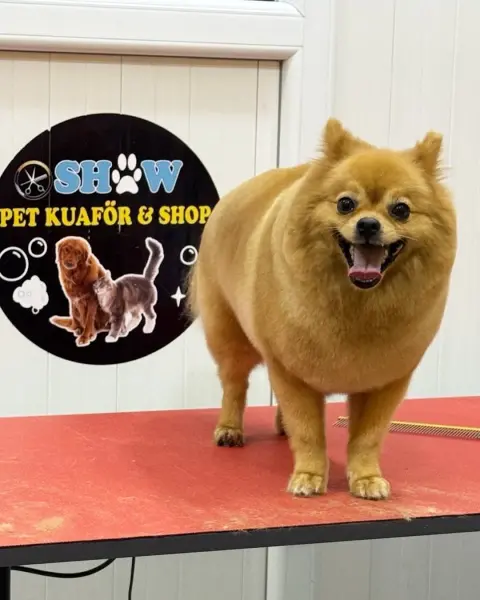 SHOW PET KUAFÖR | Anestezisiz Kedi ve Köpek traşı | fotoğraf 3