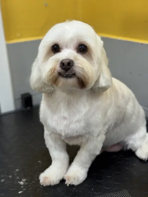 SHOW PET KUAFÖR | Anestezisiz Kedi ve Köpek traşı | fotoğraf 4