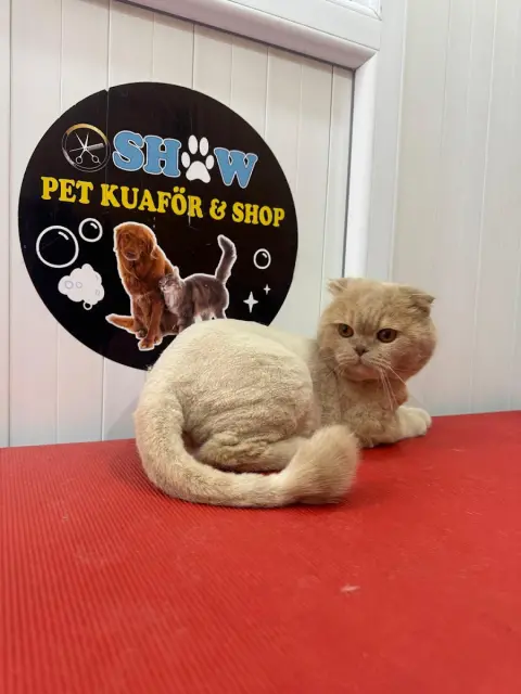 SHOW PET KUAFÖR | Anestezisiz Kedi ve Köpek traşı | fotoğraf 5