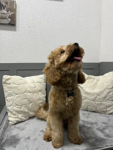 Sancaktepe pet kuaför fotoğraf 2