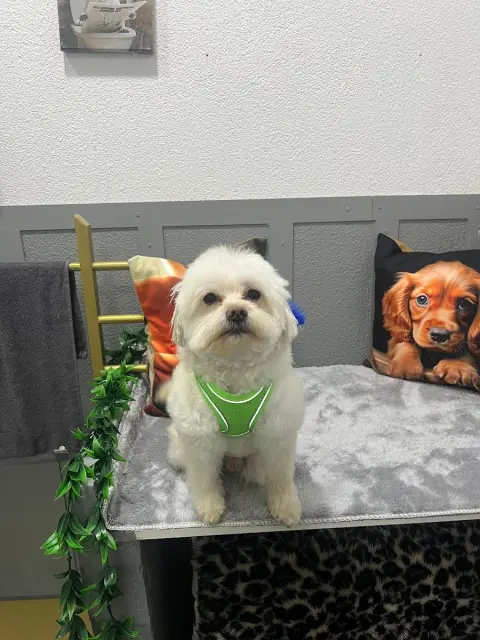 Sancaktepe pet kuaför fotoğraf 5