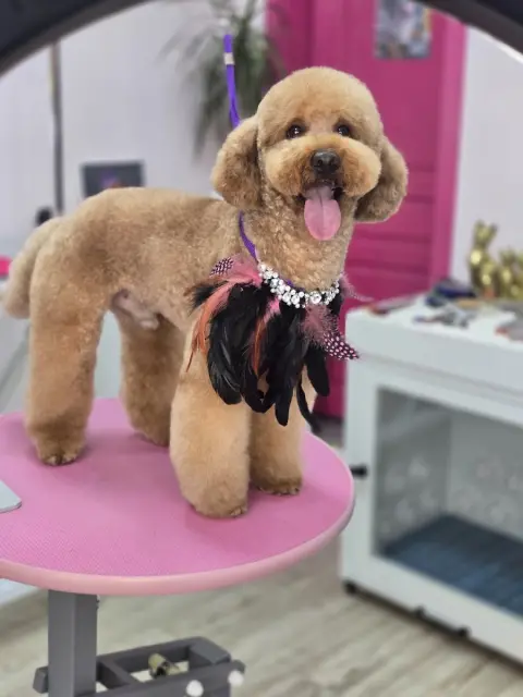 Kiki Pet Kuaför Özlem Yardaş fotoğraf 2