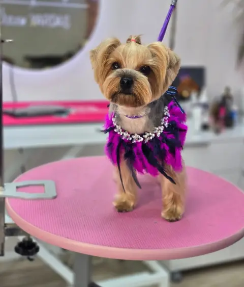 Kiki Pet Kuaför Özlem Yardaş fotoğraf 3