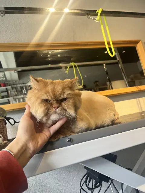 Bella Pet Kuaför fotoğraf 2