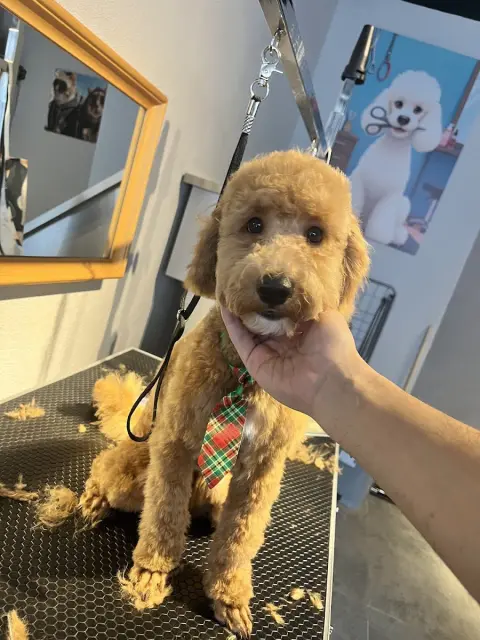 Bella Pet Kuaför fotoğraf 3