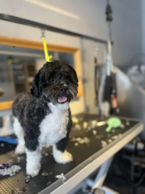 Bella Pet Kuaför fotoğraf 4