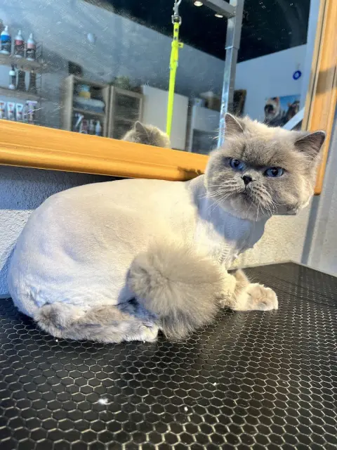 Bella Pet Kuaför fotoğraf 5