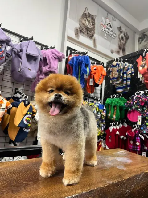 Vadi Pet Shop & Kuaför fotoğraf 2