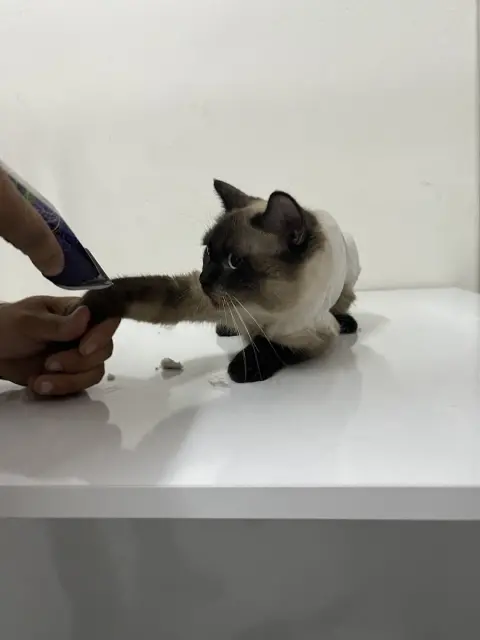 Vadi Pet Shop & Kuaför fotoğraf 3