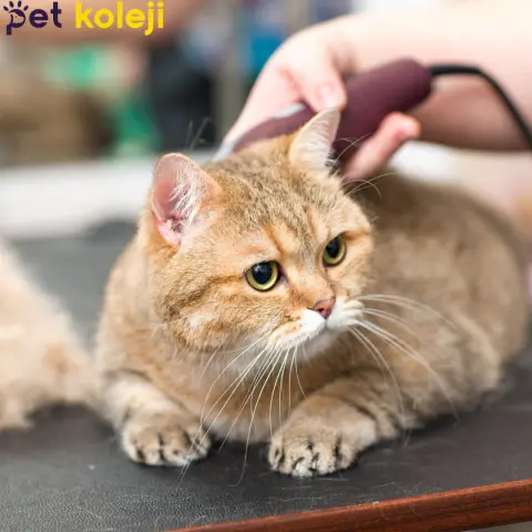 Pet Kuaförü Kedi Köpek Traşı Beylikdüzü fotoğraf 2