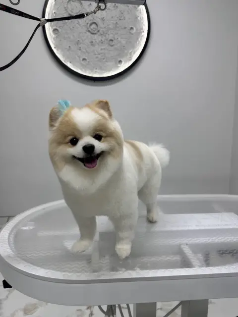 Pet Kuaförü Kedi Köpek Traşı Beylikdüzü fotoğraf 3