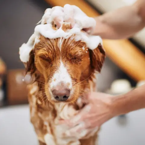 Pet Kuaförü Kedi Köpek Traşı Beylikdüzü fotoğraf 4