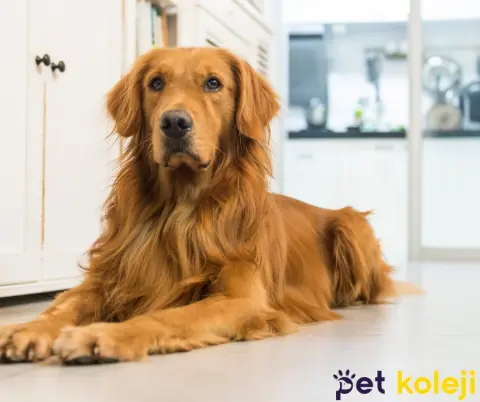 Pet Kuaförü Kedi Köpek Traşı Beylikdüzü fotoğraf 5