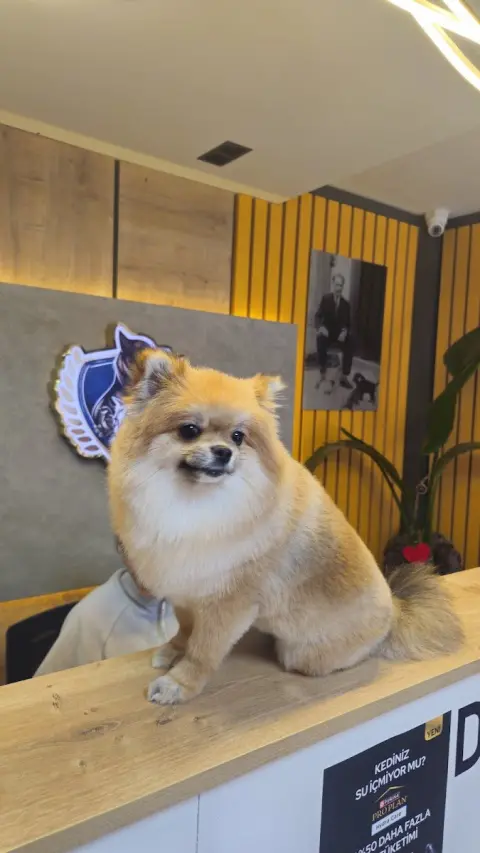 Premium Pet Grooming Salon (Premium VTM) / Evcil Hayvan Kuaförü Konyaaltı Antalya fotoğraf 2