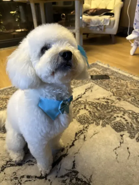 Premium Pet Grooming Salon (Premium VTM) / Evcil Hayvan Kuaförü Konyaaltı Antalya fotoğraf 3