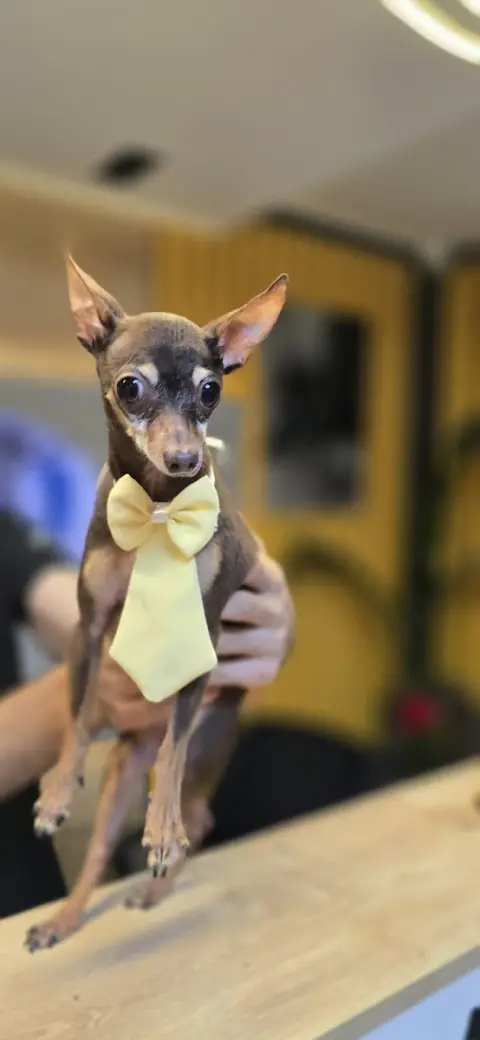 Premium Pet Grooming Salon (Premium VTM) / Evcil Hayvan Kuaförü Konyaaltı Antalya fotoğraf 4