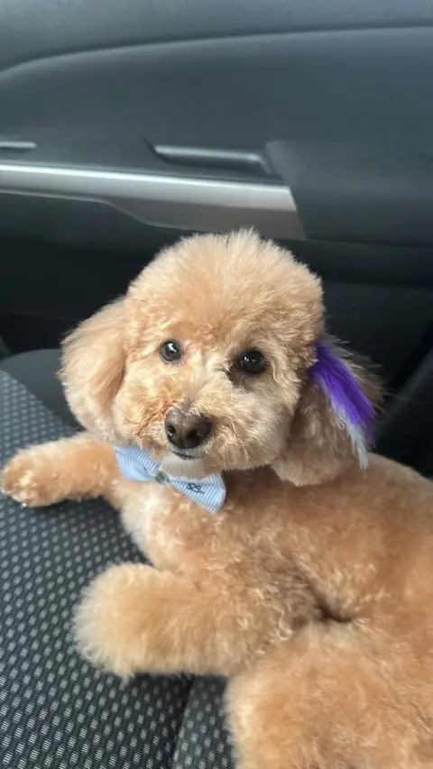 Premium Pet Grooming Salon (Premium VTM) / Evcil Hayvan Kuaförü Konyaaltı Antalya fotoğraf 5