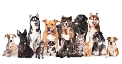 AREN PETSHOP PET KUAFÖR fotoğraf 2