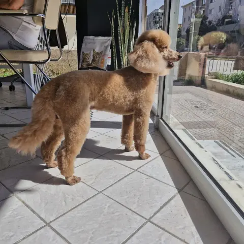 Mihav pet kuaför &petshop fotoğraf 2