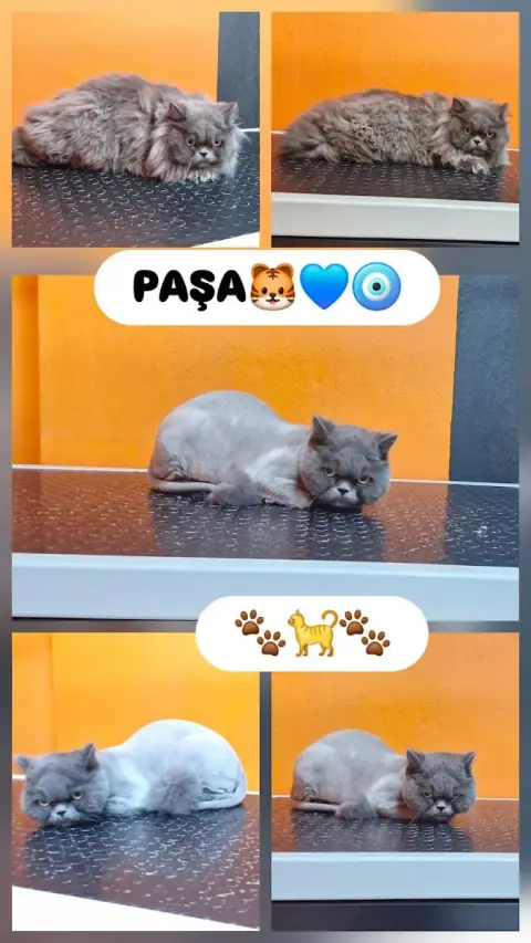Mihav pet kuaför &petshop fotoğraf 4