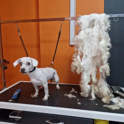 Mihav pet kuaför &petshop fotoğraf 5