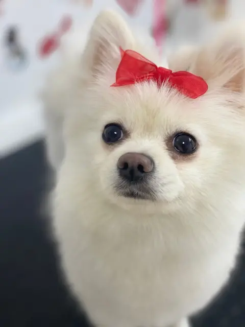 Aura Pet Kuaför fotoğraf 2