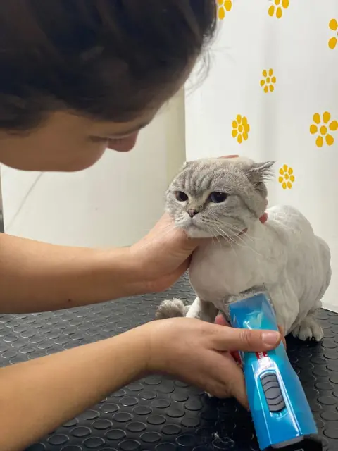 Aura Pet Kuaför fotoğraf 3