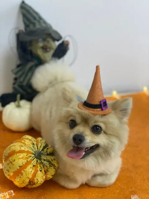 Aura Pet Kuaför fotoğraf 4