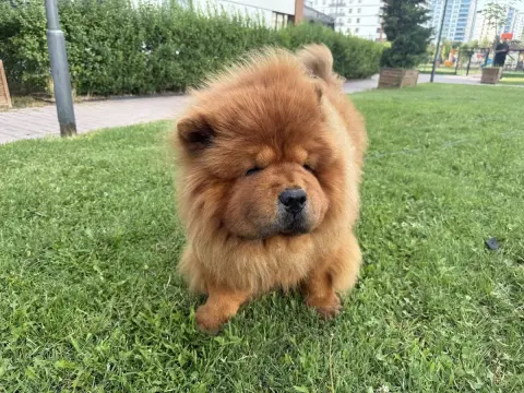 Pet Kuaför Ankara, Pet Kuaför Eğitimi fotoğraf 2