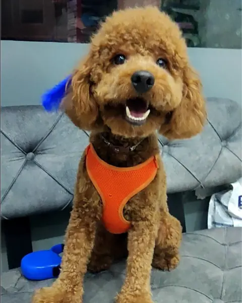 Pet Kuaför Ankara, Pet Kuaför Eğitimi fotoğraf 3
