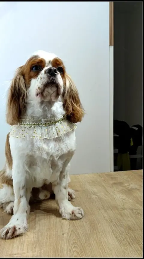 Pet Kuaför Ankara, Pet Kuaför Eğitimi fotoğraf 4