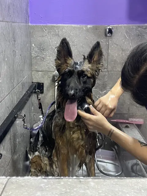 Mini Pati Yıka - Pet Kuaför fotoğraf 2