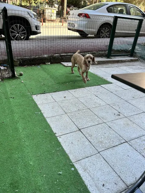 Mini Pati Yıka - Pet Kuaför fotoğraf 3