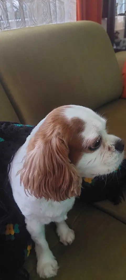 Mini Pati Yıka - Pet Kuaför fotoğraf 4